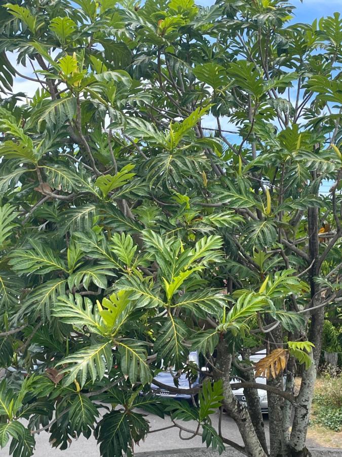 Arbre A Pain Hotel Bras-Panon ภายนอก รูปภาพ